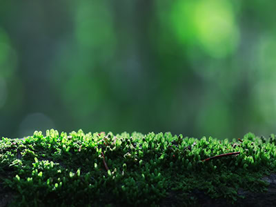 What Can I Learn Or Receive At The Dreaming Otter?